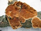 Steccherinum ochraceum image