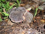 Boletus zelleri image