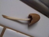 Parasola auricoma image