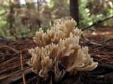 Clavulina coralloides image
