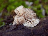 Lentinellus flabelliformis image