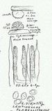 Lentinellus flabelliformis image