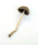 Coprinellus impatiens image