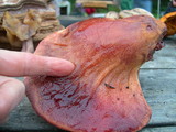 Fistulina hepatica image
