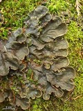 Peltigera canina image