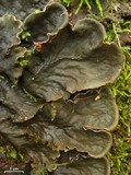 Peltigera canina image