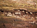 Mycena aprilis image