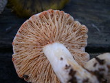 Arcangeliella desjardinii image