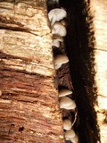 Mycena aprilis image