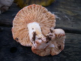 Arcangeliella desjardinii image