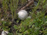 Bovista plumbea image