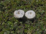 Bovista plumbea image