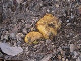 Rhizopogon occidentalis image