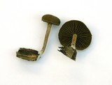 Simocybe centunculus var. centunculus image