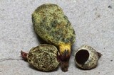 Gymnogaster boletoides image