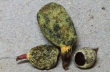 Gymnogaster boletoides image
