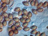 Gymnogaster boletoides image
