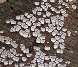 Xylobolus frustulatus image