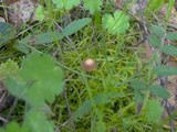 Psilocybe montana image
