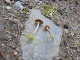 Psilocybe montana image