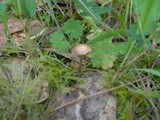 Psilocybe montana image