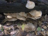 Crepidotus applanatus image