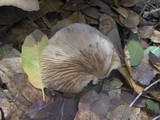 Crepidotus applanatus image