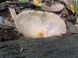 Crepidotus applanatus image