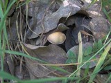 Psilocybe inquilina image