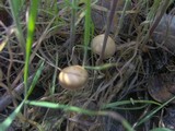 Psilocybe inquilina image
