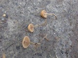 Psilocybe inquilina image