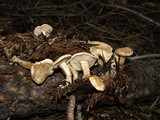 Clitocybe albirhiza image