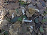 Inocybe geophylla image