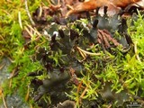 Peltigera neckeri image