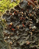 Peltigera praetextata image
