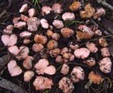 Hydnangium carneum image