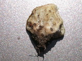 Lycoperdon curtisii image