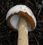 Battarrea phalloides image