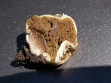 Lycoperdon curtisii image