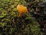 Chrysomphalina aurantiaca image