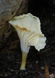 Cantharellus wellingtonensis image