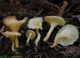 Cantharellus wellingtonensis image