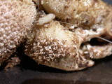 Lycoperdon curtisii image