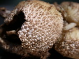 Lycoperdon curtisii image