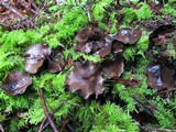 Pseudoplectania melaena image
