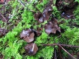 Pseudoplectania melaena image