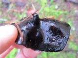 Pseudoplectania melaena image