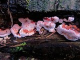 Fomitopsis cajanderi image