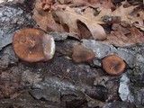 Polyporus brumalis image