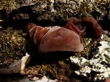 Auricularia angiospermarum image